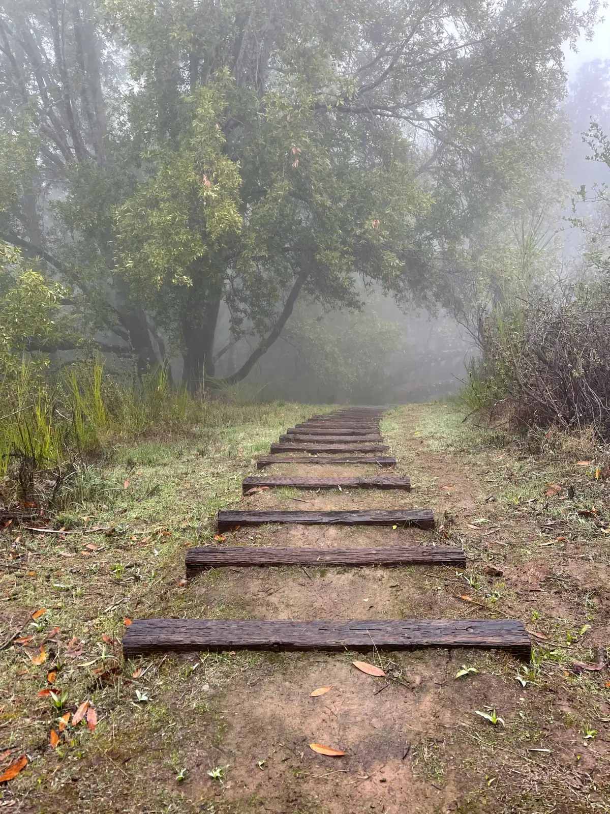 A path of wooden steps leading into the mist